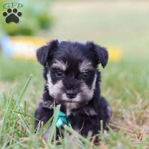 Preston, Miniature Schnauzer Puppy